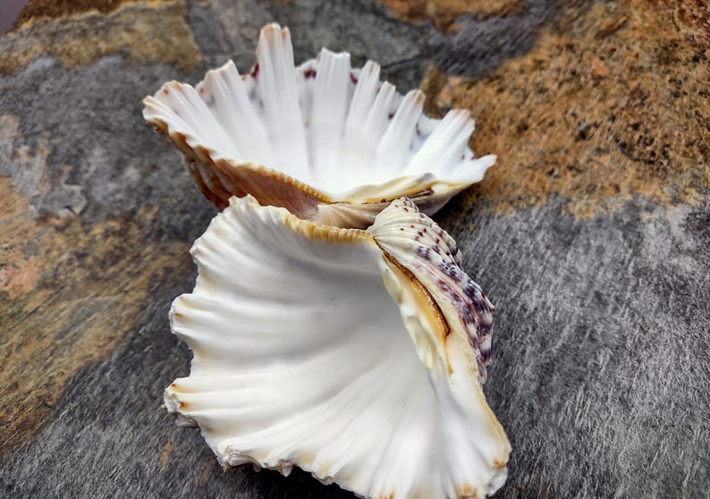 Bear Paw Clam Seashell Hippopus Hippopus (1 Shell Pair Approx. 4 ...
