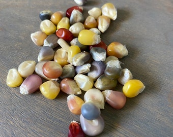 100 Glass Gem Heirloom Corn Seeds