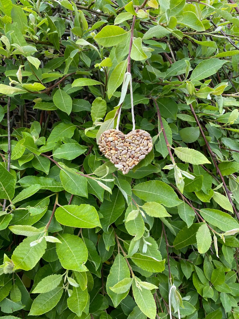 Fillerfree Heart Shaped Bird Seed Treat Ornaments 4 Pack Etsy