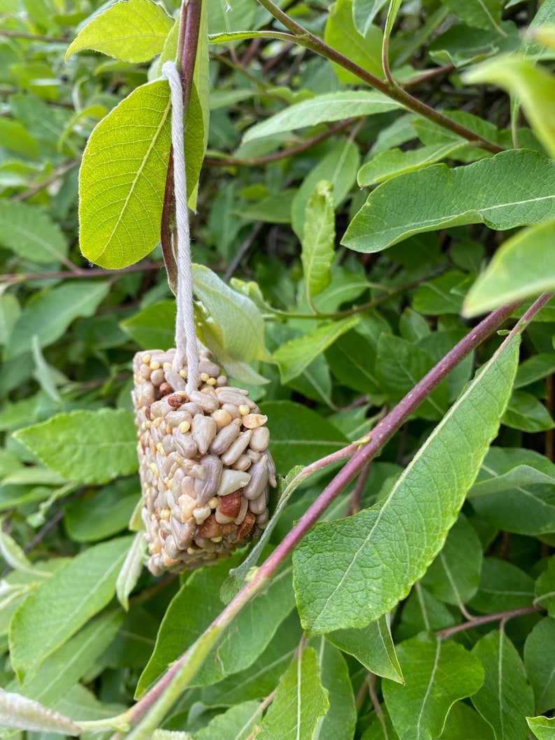 Fillerfree Heart Shaped Bird Seed Treat Ornaments 4 Pack Etsy