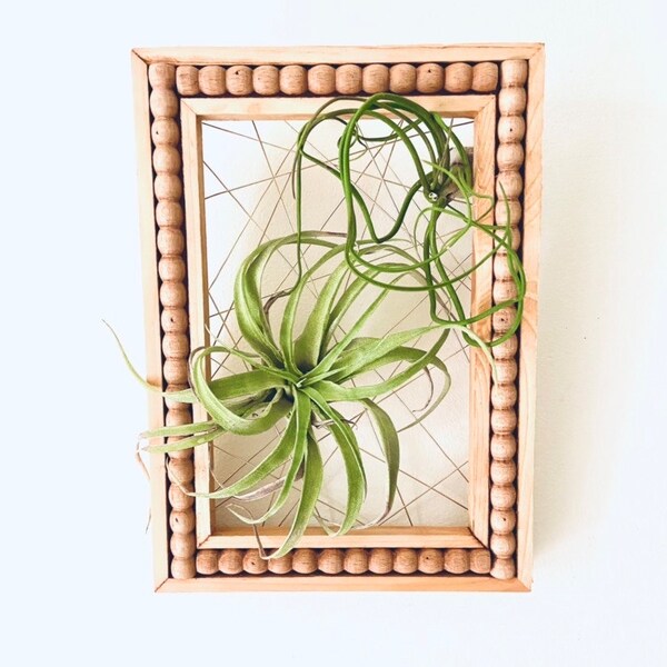 Air Plant Wall Etsy