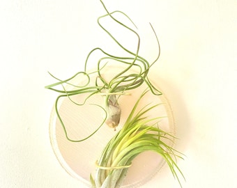 Hand-painted Wood Air Plant Holder/Hanger in Pearl Gold