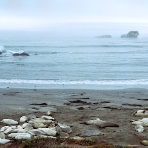 Elephant Seals