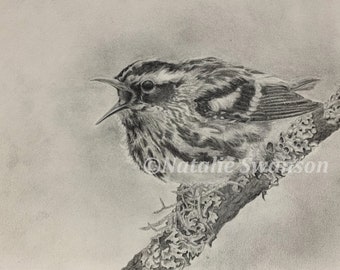 Warbler, Songbird graphite print 5x7