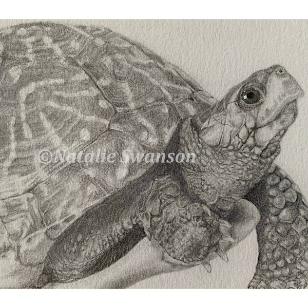FL Box Turtle print original art graphite 5x7