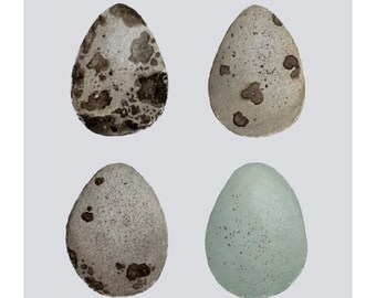 Download digital, arte de ovos de codorna para impressão, aquarela, design original 4x4 pol.