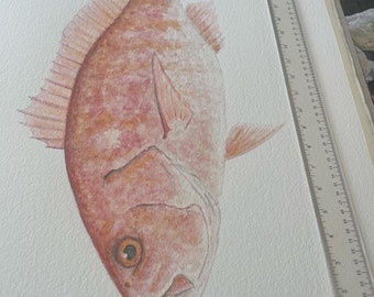 May include: Watercolor painting of a pink fish with a detailed eye and fins. The fish is painted on a white background.
