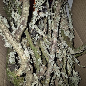 Peut inclure: Un ensemble de branches d'arbres séchées avec une écorce texturée et des taches de lichen vert clair et gris. Les branches sont de tailles variables et sont disposées dans une boîte en carton.