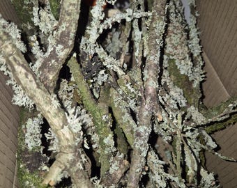 Palitos de líquen para isópodos y terrarios / Ramas de enriquecimiento bioactivo / Decoración natural para reptiles