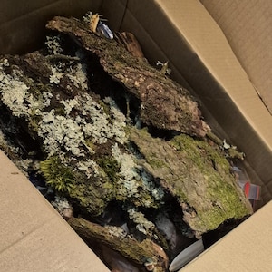 Könnte beinhalten: Ein Karton gefüllt mit Baumrindenstücken. Die Rinde hat verschiedene Brauntöne mit Flecken aus grünem Moos und hellgrünen Flechten. Die Box ist offen und zeigt den Inhalt.
