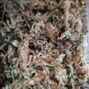 May include: A dense collection of dried sphagnum moss featuring a mix of light tan, beige, and muted green fibrous strands. The texture is highly irregular and tangled, showing natural variations in colour and organic plant matter throughout the mass.