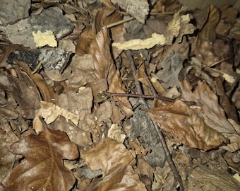Natural Leaf Litter for Isopods & Bioactive Setups | Cleaned Forest Leaves | Reptile and Invertebrate Substrate