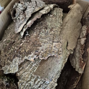 May include: A selection of natural cork bark pieces in a cardboard box. The bark has a rough, textured surface with shades of brown, grey, and hints of green. The pieces vary in size and shape, appearing dried and aged, suitable for terrarium use.