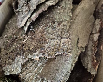 Natural Bark Flats for Bioactive Enclosures | Isopods, Reptiles & Inverts | Foraged, Cleaned and Pest-Treated