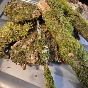 Könnte beinhalten: Nahaufnahme mehrerer Stücke Naturholz, bedeckt mit leuchtend grüner Moos. Die Holzstücke variieren in Größe und Form, wobei einige freiliegende Rinde aufweisen und andere vollständig von Moos bedeckt sind. Das Moos wirkt üppig und gesund und erzeugt ein strukturiertes, organisches Aussehen.