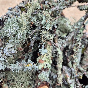 May include: A collection of brown tree branches covered in light green and grey crustose and fruticose lichen. The branches have a rough, textured bark surface with patches of mossy growth and intricate, hair-like lichen structures throughout.