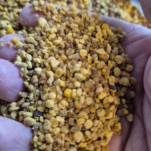 Könnte beinhalten: Nahaufnahme einer Handvoll Bienenpollen-Granulat. Die Granulate sind eine Mischung aus Gelb, Braun und Beige mit einer leicht unregelmäßigen Form. Der Pollen wirkt frisch und natürlich, mit einer leicht körnigen Textur.