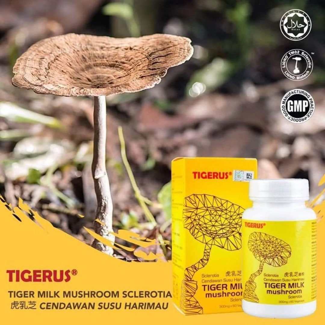 TIGERUS Tiger Milk Mushroom Sclerotia 60s ORIGINAL & HALAL Etsy