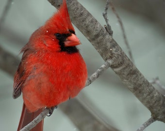 Cardinal Print 2 - Nature Photography - Bird Decoration - Country and Cottagecore Decore
