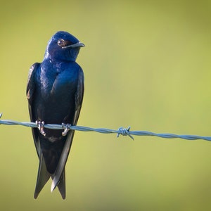 Purple Martin Print - Nature Photography - Bird Decoration - Country and Cottagecore Decore