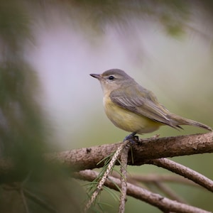 Vireo Bird Print - Nature Photography - Bird Decoration - Country and Cottagecore Decore