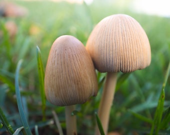 Mushroom Print - Cottagecore - Macro Photography