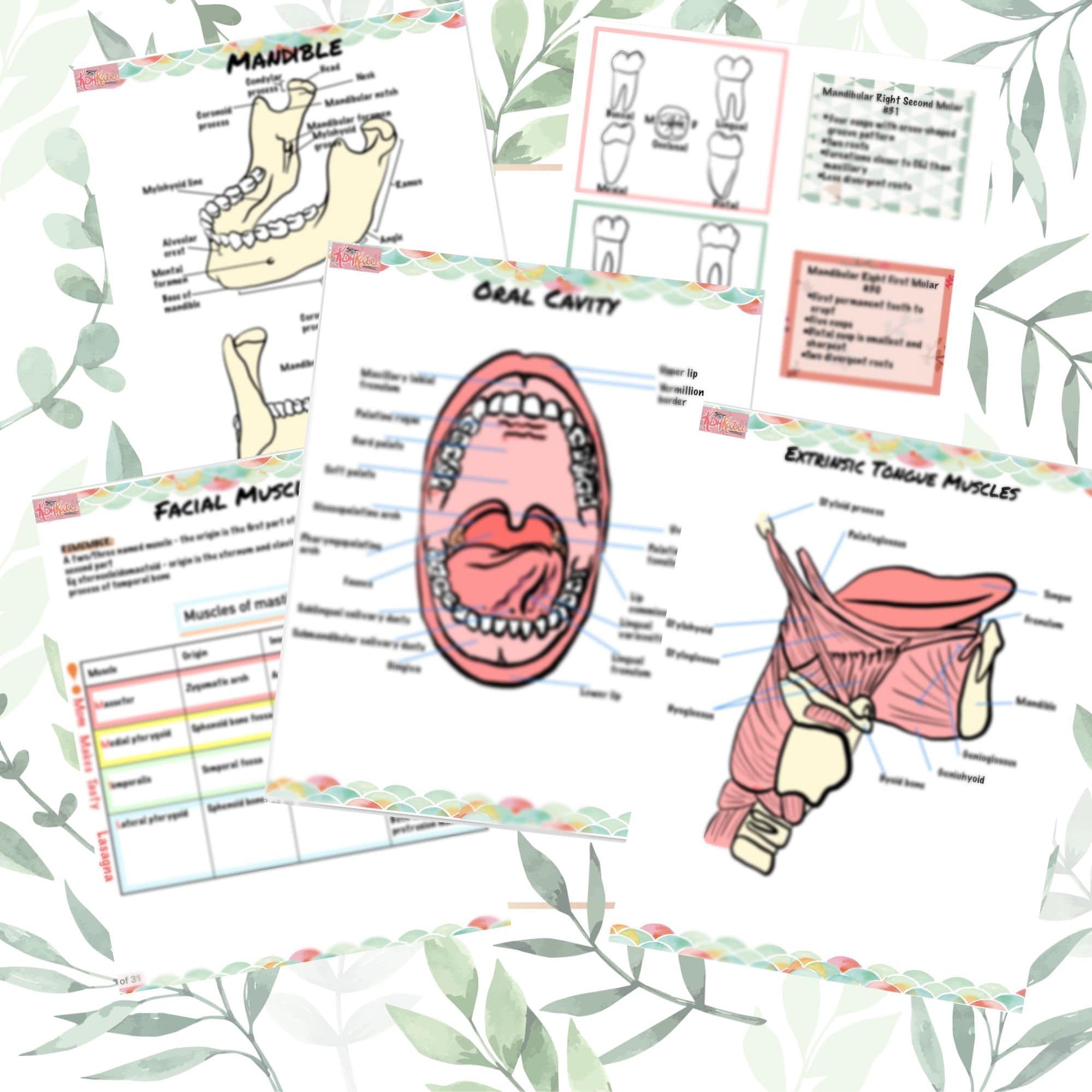 NOTES BUNDLE Dental Hygiene Anatomy Workbook Style Digital PDF Etsy