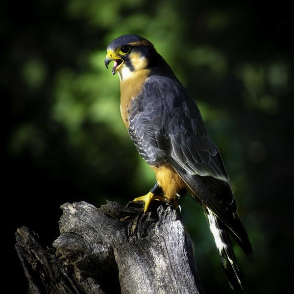 Rare Aplomado Falcon