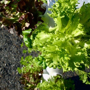 Könnte beinhalten: Ein vertikaler Hydrokultur-Garten mit drei Ebenen, mit grünem Salat, rotem Salat und Petersilie. Die Pflanzen wachsen in weißen Plastikbehältern.