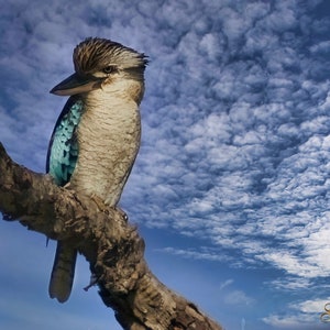 Puede incluir: Un kookaburra azul y marrón posado en una rama contra un fondo de cielo azul brillante con nubes blancas y esponjosas.