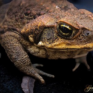 0227 Cane Toad