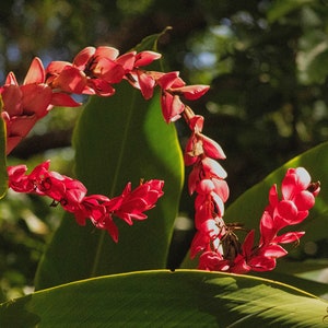 1674 Ginger Plant Flower