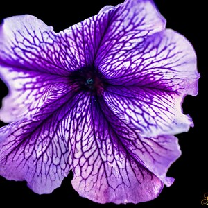 0219 Blue Eyed Petunia
