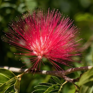 0807 Calliandra
