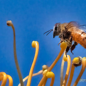 Op de afbeelding: Een bij met bruine en oranje strepen zit op een gele bloem met een blauwe lucht op de achtergrond.