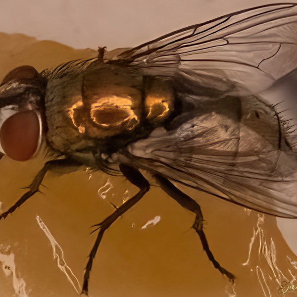 0044 Housefly