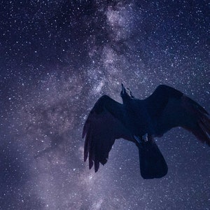 1225 Star Crow