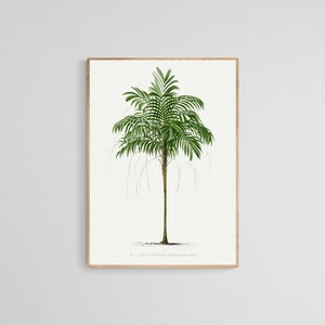 Vintage Areca Palm Tree Illustration | Vintage Nature Wall Art | PRINTABLE Digital Download | Printable Wall Art Wall Poster
