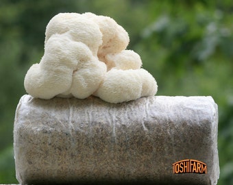 Lion's Mane Grow Kit - Gebrauchsfertiges Growkit für Lion's Mane
