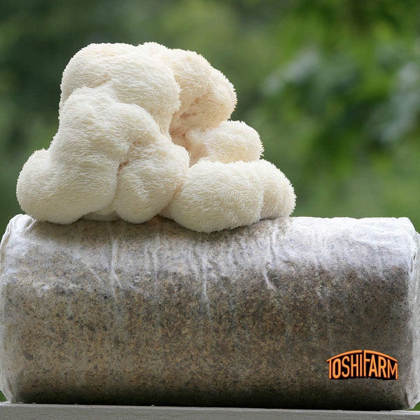 Lion's Mane Growkit - Gotowy zestaw do uprawy Lion's Mane