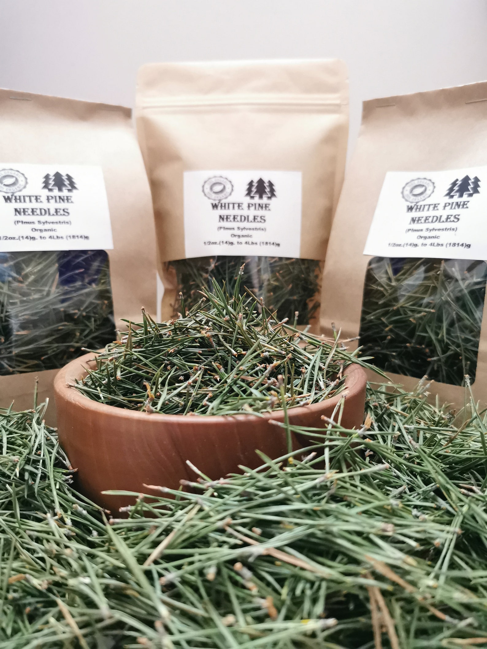 Organic White Pine Needle Tea Pinus Sylvestris Fresh Pine Etsy Canada