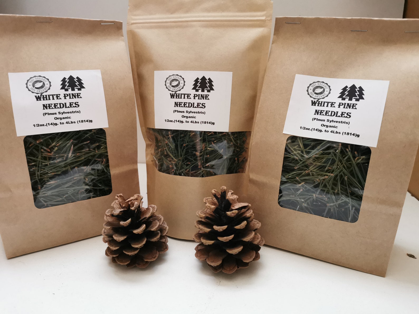 Organic White Pine Needle Tea Pinus Sylvestris Fresh Pine Etsy Canada
