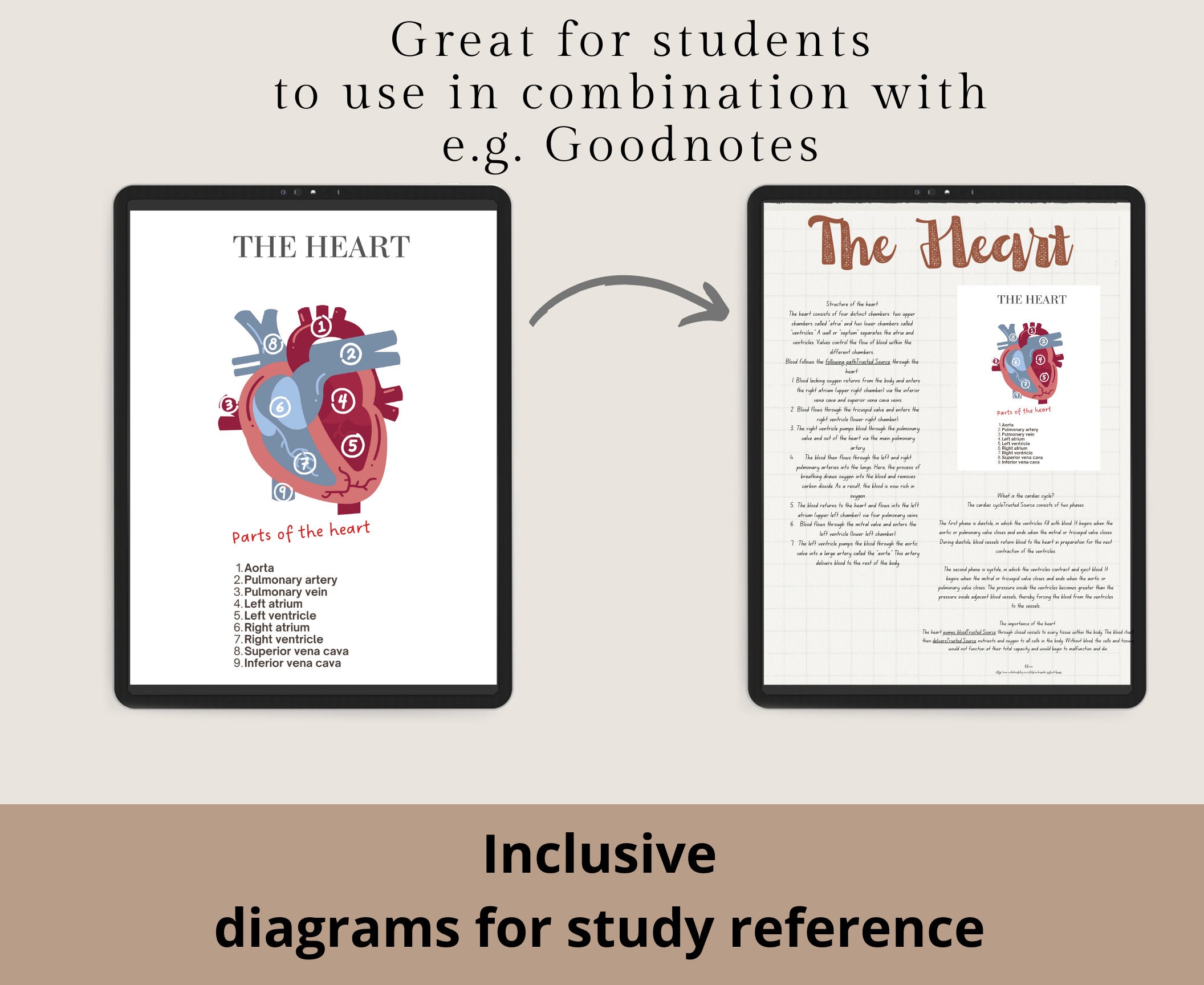 300+ Anatomy Stickers Bundle, Anatomy Organ Images, Goodnotes Stickers ...