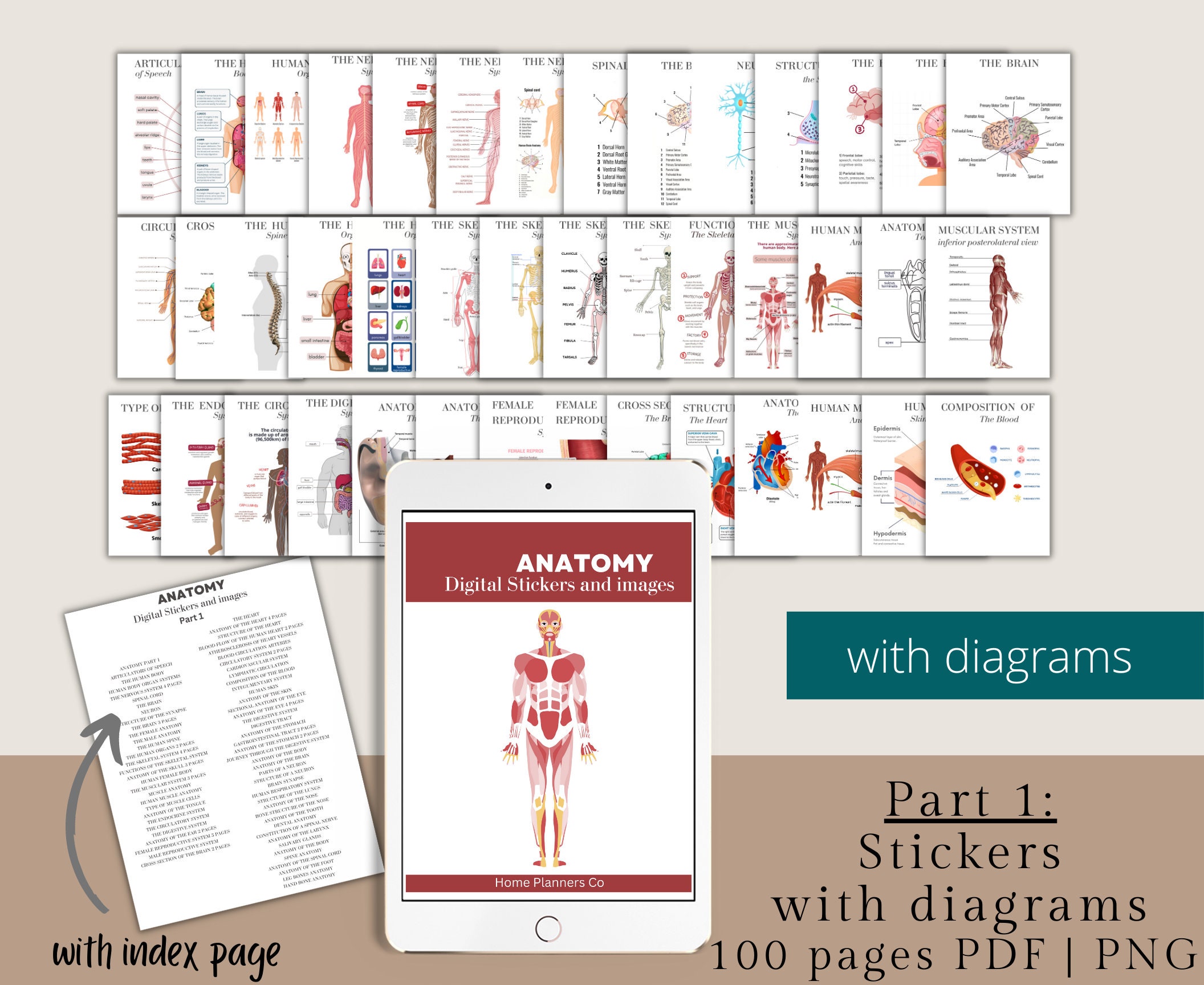 300+ Anatomy Stickers Bundle, Anatomy Organ Images, Goodnotes Stickers ...