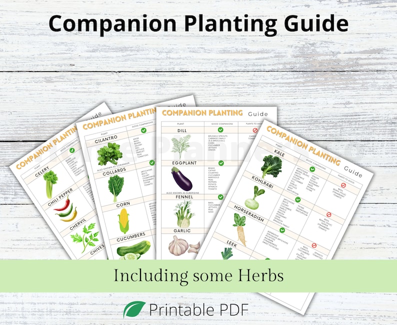 Puede incluir: Una gu&iacute;a de plantaci&oacute;n de acompa&ntilde;amiento con ilustraciones de varias verduras y hierbas. La gu&iacute;a incluye una lista de buenos acompa&ntilde;antes y plantas que se deben evitar para cada planta. La gu&iacute;a se titula "Gu&iacute;a de plantaci&oacute;n de acompa&ntilde;amiento" e incluye el texto "Incluyendo algunas hierbas" y "PDF imprimible".