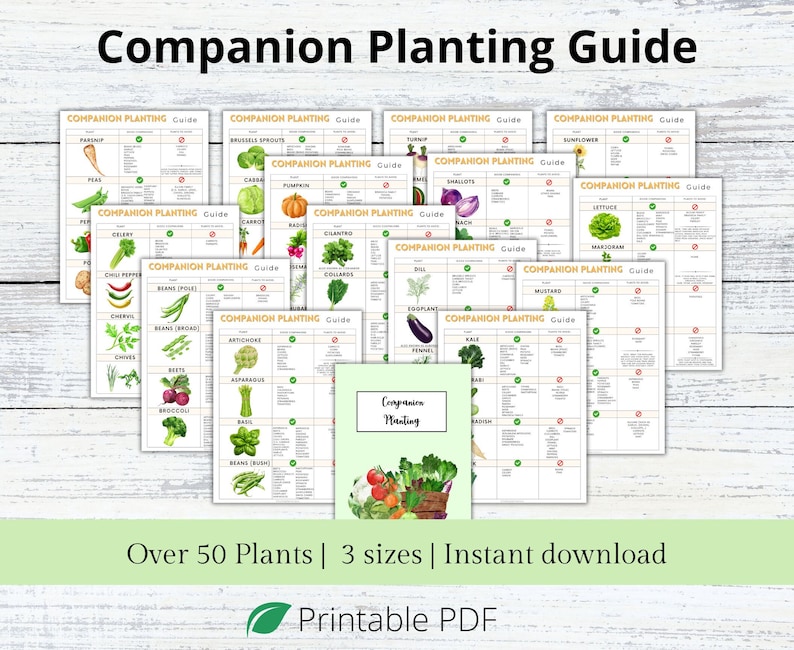Puede incluir: Una gu&iacute;a de plantaci&oacute;n complementaria imprimible con m&aacute;s de 50 plantas. La gu&iacute;a est&aacute; dividida en secciones para cada planta, con una marca de verificaci&oacute;n que indica si las plantas son buenas compa&ntilde;eras o no. La gu&iacute;a est&aacute; disponible en tres tama&ntilde;os y es una descarga instant&aacute;nea.