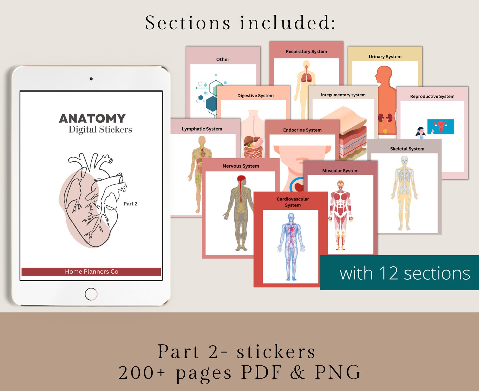 300+ Anatomy Stickers Bundle, Anatomy Organ Images, Goodnotes Stickers ...