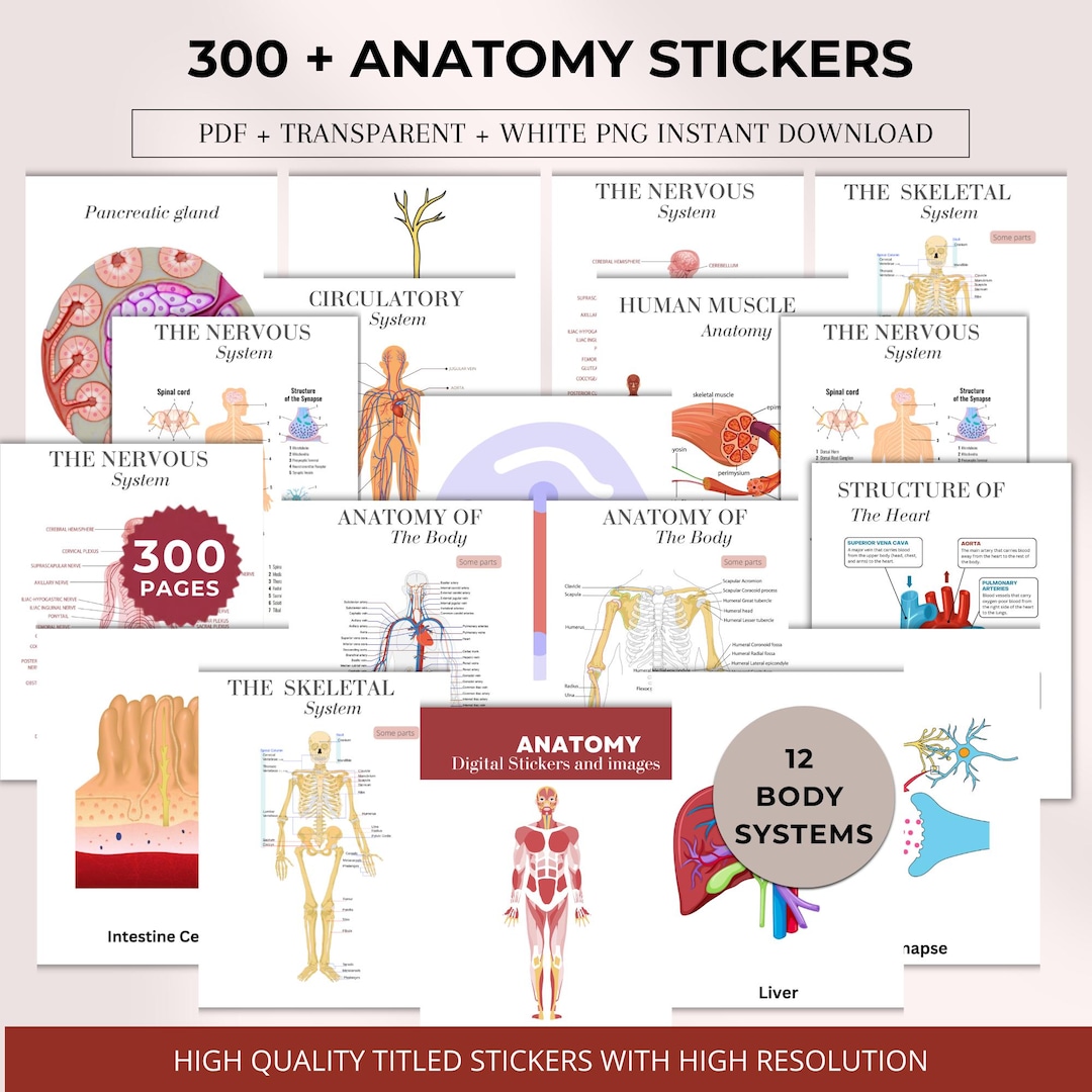 300+ Anatomy Stickers Bundle, Anatomy Organ Images, Goodnotes Stickers ...