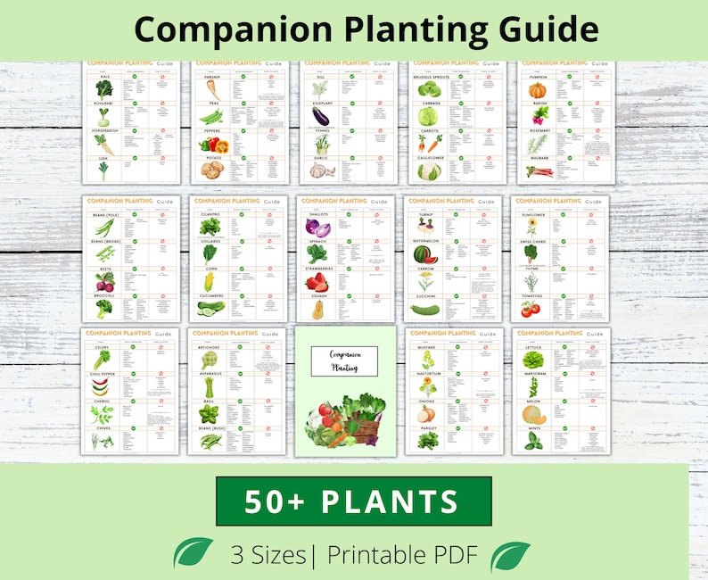 Puede incluir: Una gu&iacute;a de plantaci&oacute;n complementaria imprimible con ilustraciones de m&aacute;s de 50 plantas. La gu&iacute;a est&aacute; dividida en secciones con diferentes emparejamientos de plantas. La gu&iacute;a se titula "Gu&iacute;a de plantaci&oacute;n complementaria" e incluye el texto "50+ PLANTAS" y "3 tama&ntilde;os | PDF imprimible".