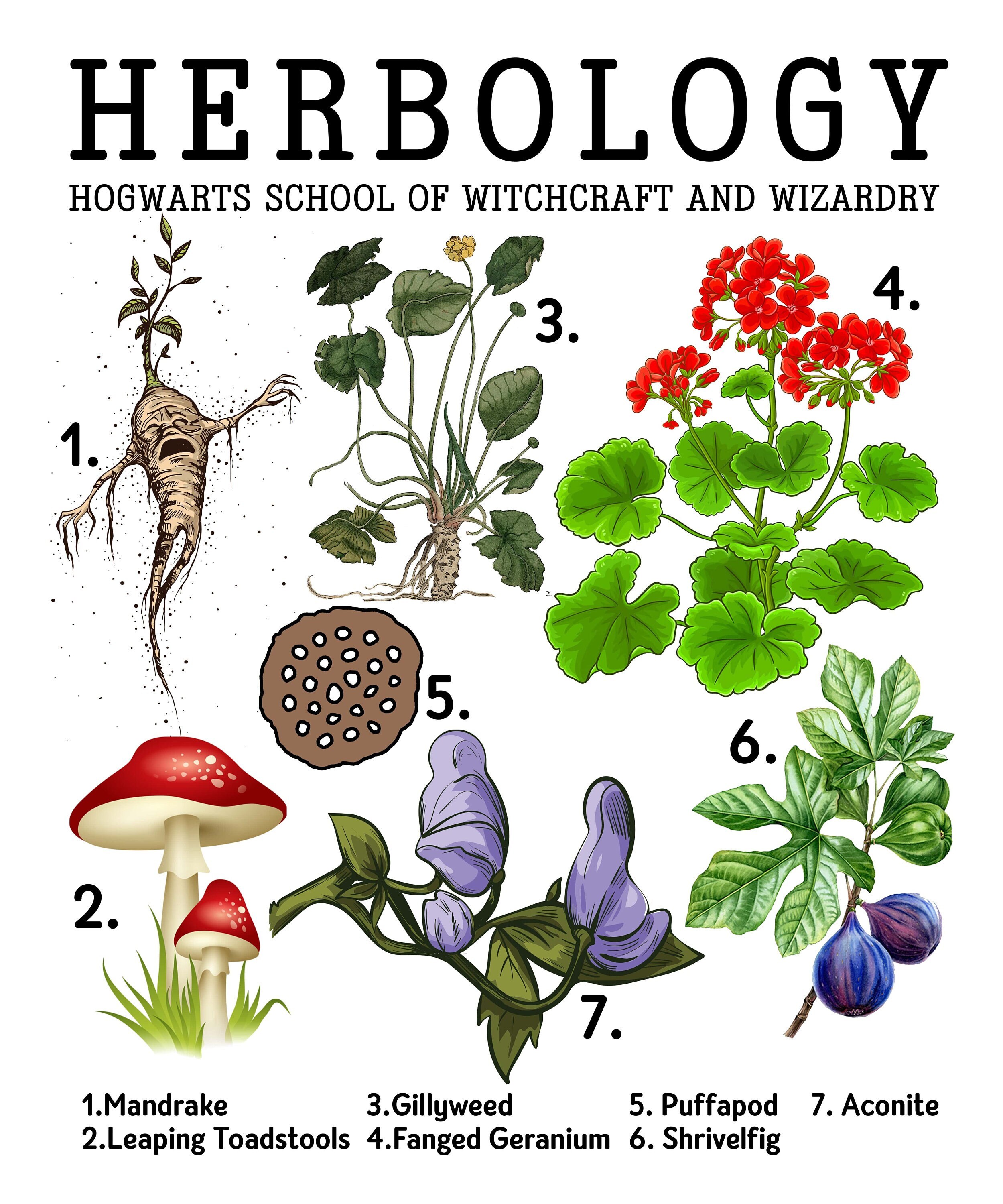 RD Herbology Plant PNG Etsy